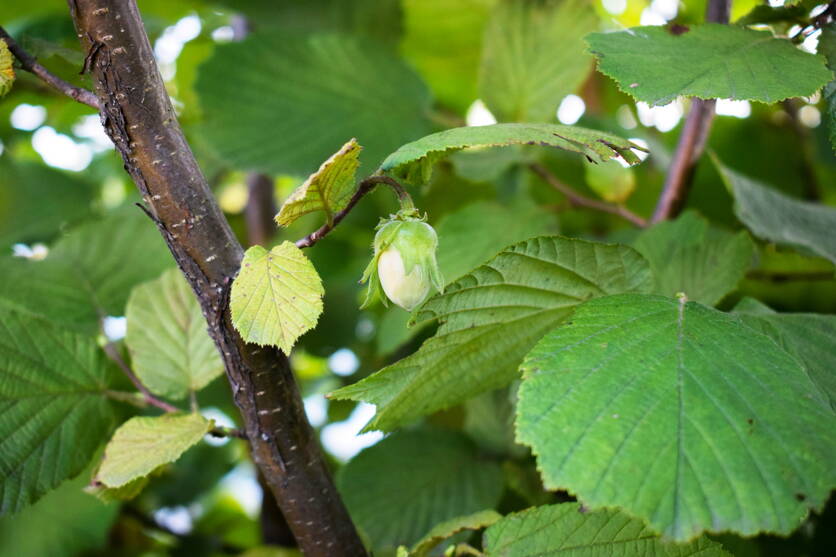 haselnuss_-_foto_unsplash.jpg haselnuss_-_foto_unsplash.jpg