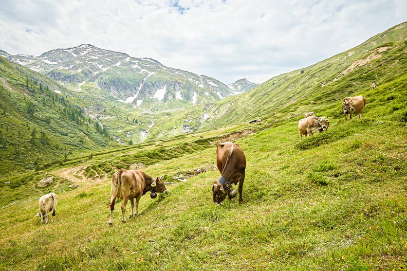 ab24_foto_alpgebiet.jpg